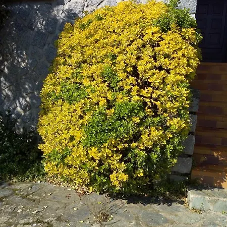 וילה 1 Maison En Pierre Petreto-Bicchisano